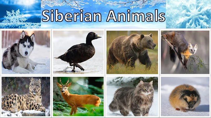 Video 10803191: siberian forest cat, siberian tiger, tiger fight, wild tiger