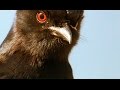 Cet oiseau a tué le respect - ZAPPING SAUVAGE