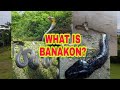 What Is Banakon?