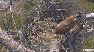 E23 flies to the nest, but there is no breakfast yet / 09:02 /20240428/Southwest Florida Eagle Cam