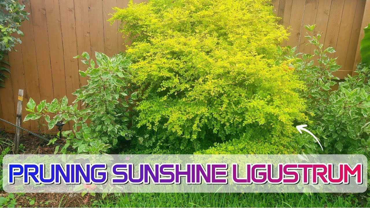 Pruning Sunshine Ligustrum | Pruning Evergreen Shrubs in the Summer