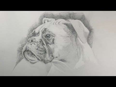 Easy Step-by-Step Guide: Drawing a Realistic Boxer Dog - YouTube