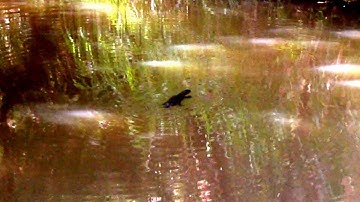 Platypus as often seen on our Rainforest tour in the Atherton Tablelands.