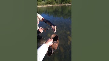 Bắt cá bông to bên suối! #fishing #fish #shorts