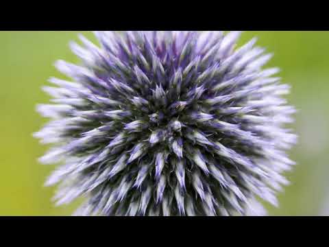 Видео: Выращивание цветов чертополоха шаровидного - информация о мордовнике чертополохе шаровидном