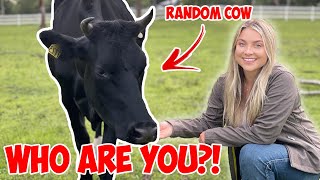 There's a RANDOM COW IN MY PASTURE! Where Did She Come From?!