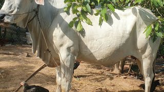 លក់មេគោផើមធំ | គោលក់ | មេពូជស្អាត | ០៧០៤៣២៥២៦