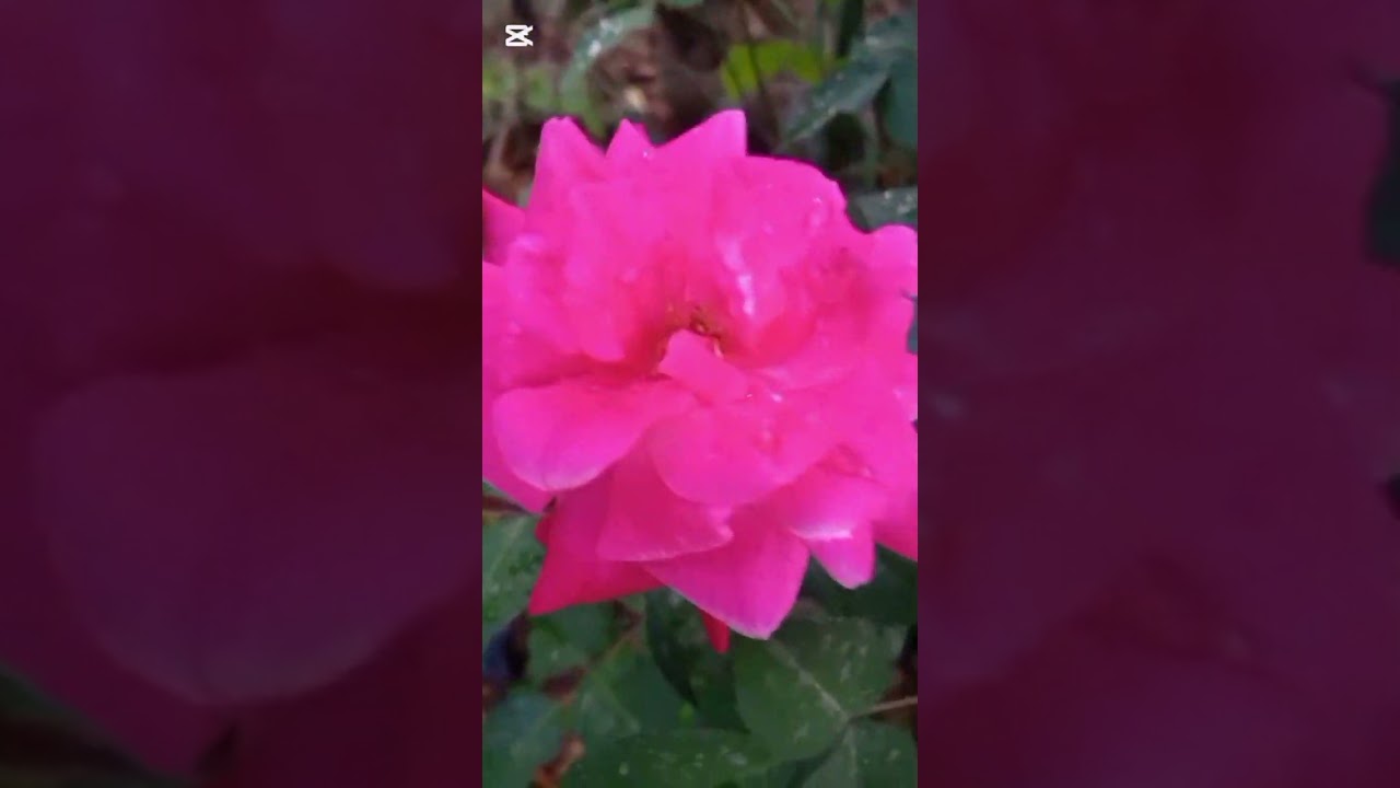 ভালোবাসা দিবসে স্বামীর কাছে কি উপহার পেলাম। 