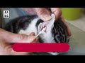 猫の耳掃除（A.P.D.C.）