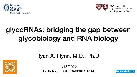 ERCC Webinar: Ryan Flynn - Small RNAs modified with N-glycans on the surface of living cells
