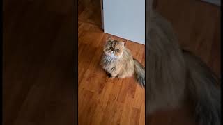 cute persian chinchilla cat