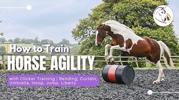 How to Train Horse Agility with Clicker Training | Bending, Curtain, Umbrella, Hoop, Jump, Liberty