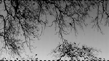 Cerebral Cuts - (B) D28V3170 (Din Is Noise Records)