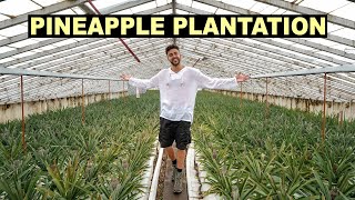 HOW DO PINEAPPLES GROW? | The Most FAMOUS FRUIT from The Azores