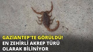 Gaziantep'te görüldü! En zehirli akrep türü olarak biliniyor Resimi