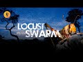 Fighting Back Against 2020's Massive Locust Swarms