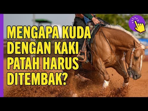 Video: Mengapa Kuda Tidak Dimandulkan