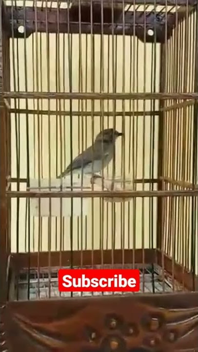 jenis burung pemalu namun punya suara merdu. si kancilan bakau #shorts