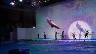 Екатеринбургский океанариум (16.08.23). Шоу «Дельфин FEST 2023». Конец шоу