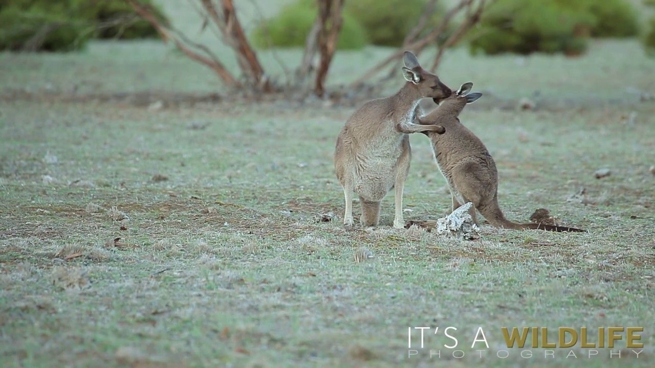 WESTERN GREY KANGAROO - Macropus fuliginosus