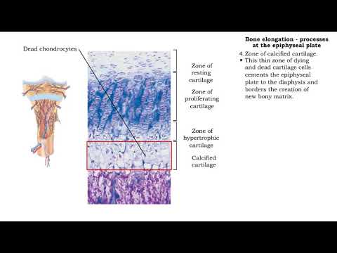 Bone elongation -  processes at the epiphyseal plate