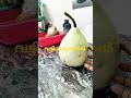 പെട്ടു പോയി