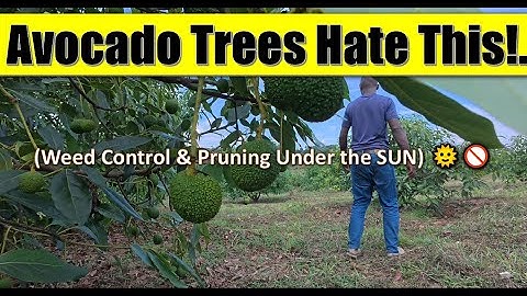 STOP This Weed & Pruning Mistake—It’s Killing Avocado Trees! ☀️❌