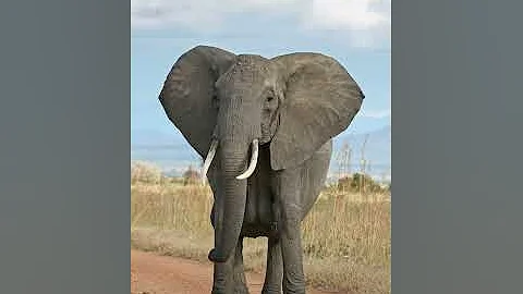 Elephant | Wikipedia audio article