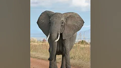 Elephant | Wikipedia audio article