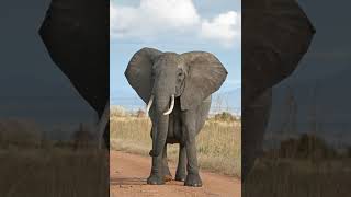 Elephant | Wikipedia audio article