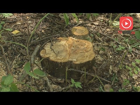 В ТВЕРИ ВЫРУБАЮТ ДЕРЕВЬЯ, ЧТОБЫ ПОСТРОИТЬ МАГАЗИН. 2018-06-18