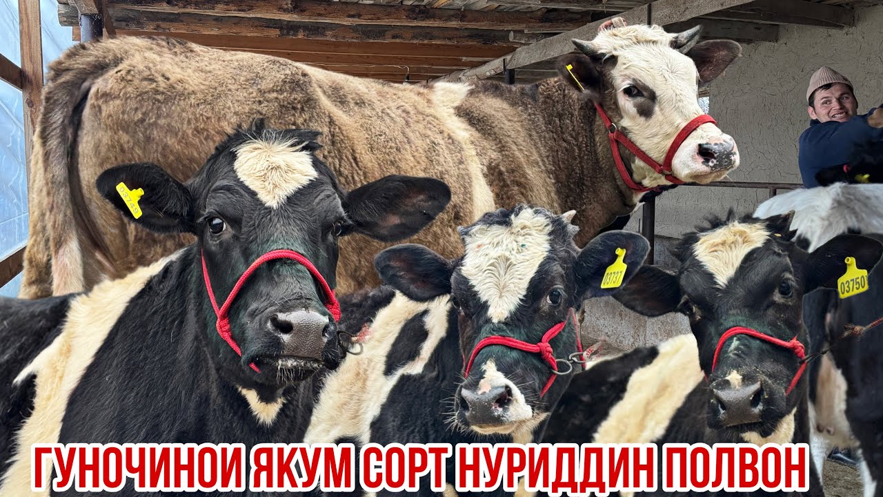 Моли сифаташ малум Нуриддин полвон 26 февраля 2026 г.