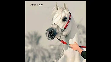 تاريخ الامجاد 