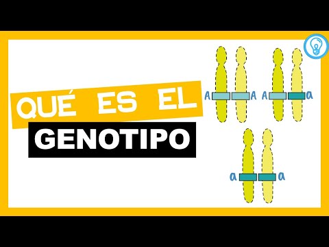 Video: ¿A qué se refiere el genotipo de un organismo?