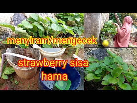 Video: Menyiram Strawberi Dengan Air Sejuk: Adakah Mungkin Untuk Menyiram Bunga Dan Strawberi Lain Dengan Air Dari Telaga, Dari Sumur Dan Dari Keran?