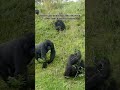 We have Never seen a More Selfish Gorilla than This 😂😂😂🎥Dianfossygorillafund
