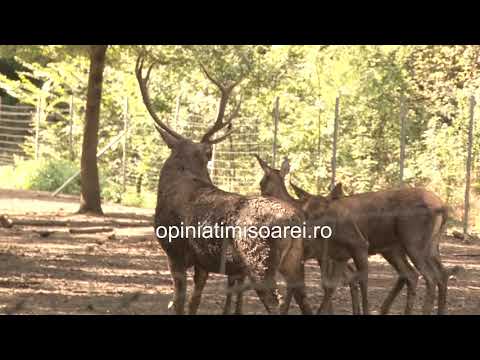 Toti cangurii de la Gradina Zoo din Timisoara, omorati de niste caini