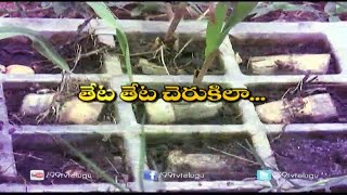 Sugarcane Best Cultivation || High Yield Sugarcane Cultivation || Eruvaka | 99tv