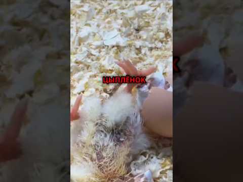 Как развивается ципленок внутри яйца #природа #циплята #животные #куры