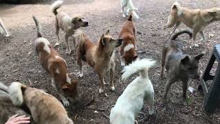 Annual vaccinations are given to every stray dog by StreetDogsCH 336 views 2 months ago 3 minutes, 33 seconds