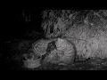 Scottish wildcat kittens playing and taking a bath