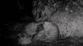 Scottish wildcat kittens playing and taking a bath