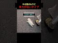 犬のエネルギーがありすぎ 😆