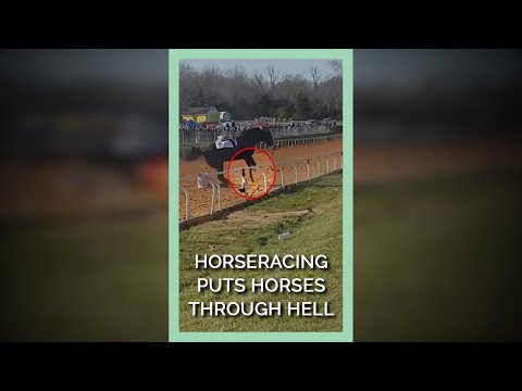 Horse-racing Puts Horses Through Hell #shorts