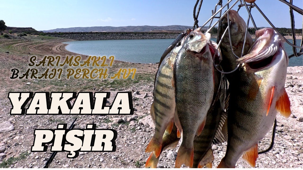 YAKALA PİSİR BALIK AVI ^#reels #art #fishing #carpfishing #keşfet #balık #carp #food #fish