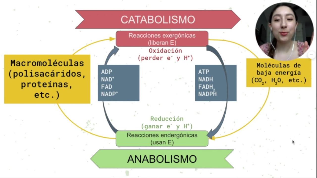 ¿Cómo se acoplan las reacciones de oxidación y reducción? CATABOLISMO Y ANABOLISMO.