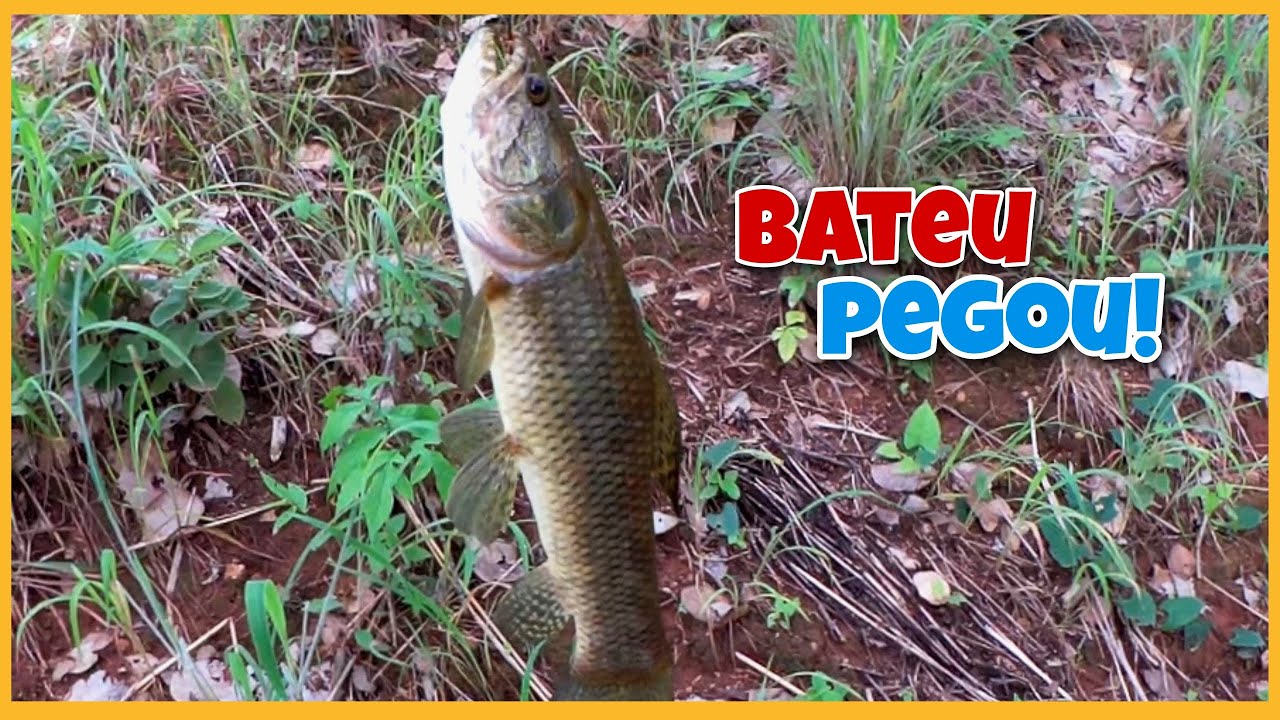 A MELHOR ISCA PARA PEGAR TRAÍRA - YouTube