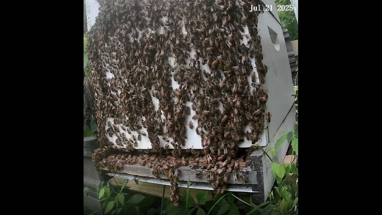 Flashback - Bees in the Morning at Sunrise 2