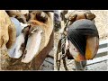 a RIVER of BUBBLES is pouring out of her foot!!! | Hoof Healers