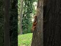 once in the park#animals#nature#shorts